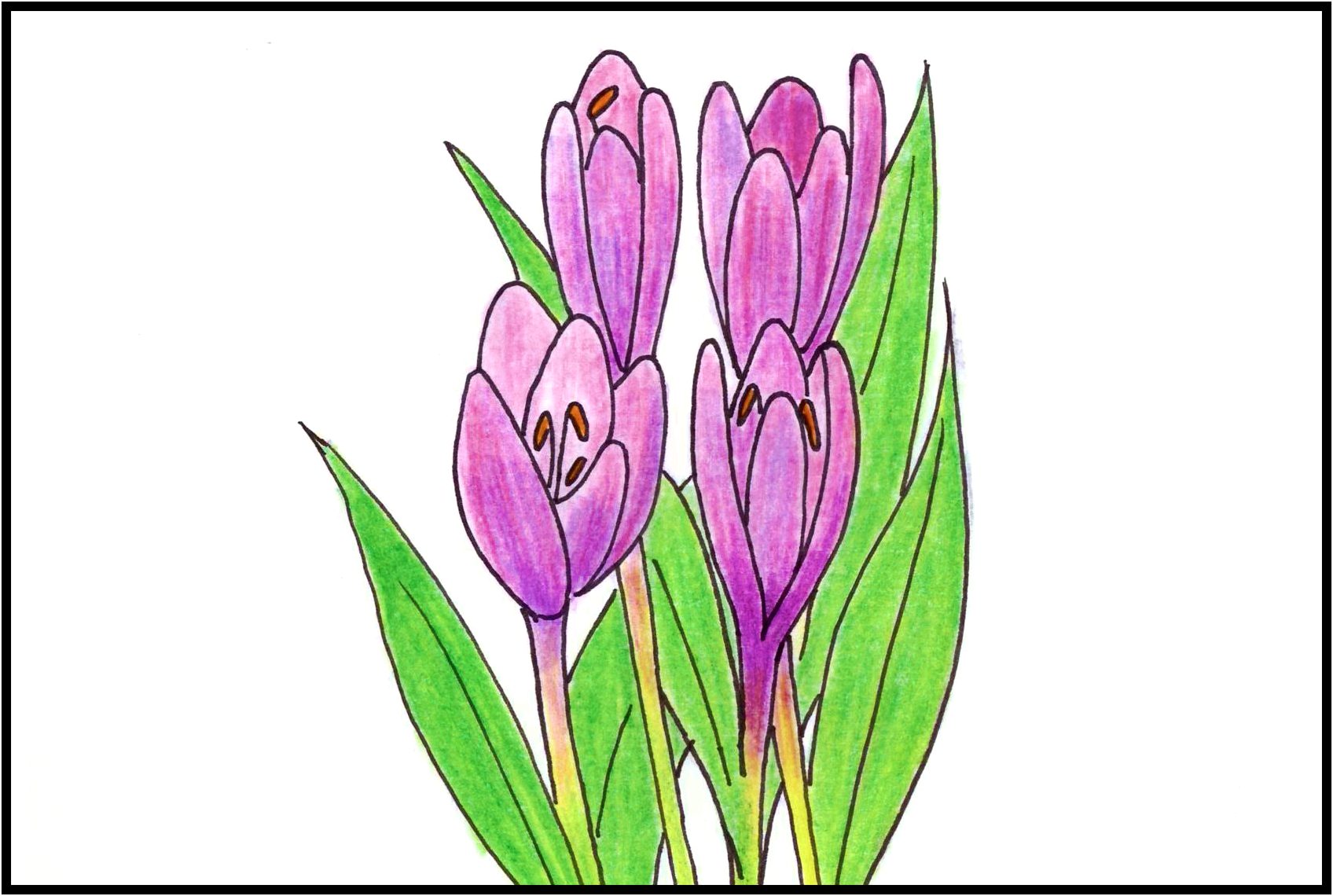 Colchique dans les prés